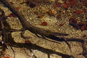 Toplitzsee 78100 2014-11-03.jpg