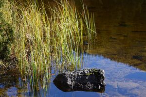 Ödensee 78065 2014-11-03.jpg