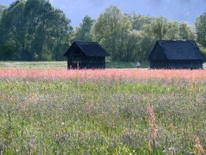 Ennsau Liezen50532.JPG