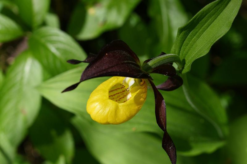 Datei:Frauenschuh 2027 2008-05-29.jpg