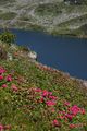 Giglachsee 1232 2011-06-22.jpg