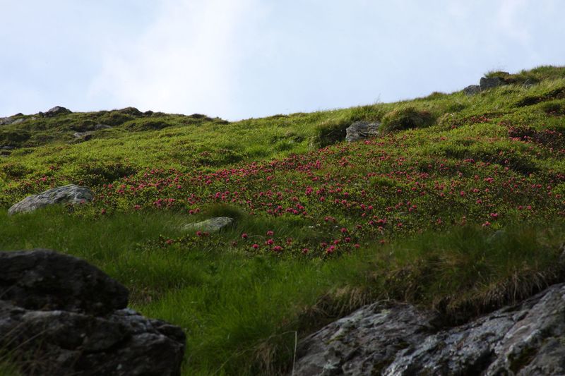 Datei:Herzmaierkar 32484 2011-07-06.jpg