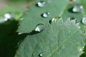 Im stegerkar 23835 2008-07-09.jpg