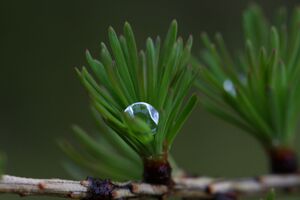 Lärche regentropfen 28973 2011-05-14.jpg