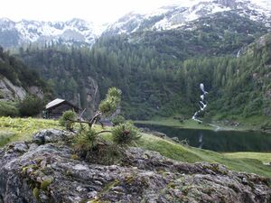 Landauersee 1869 2005-07-06.jpg