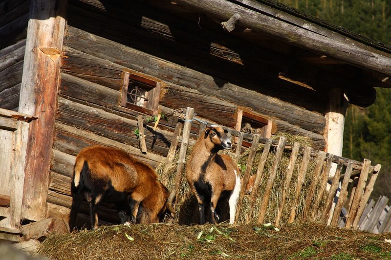 Datei:Sonnenalm-rittis 79987 2014-12-05.jpg