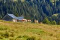 Bärenfeichtenalm-3151-2021-08-03.jpg