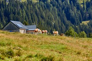 Bärenfeichtenalm-3151-2021-08-03.jpg