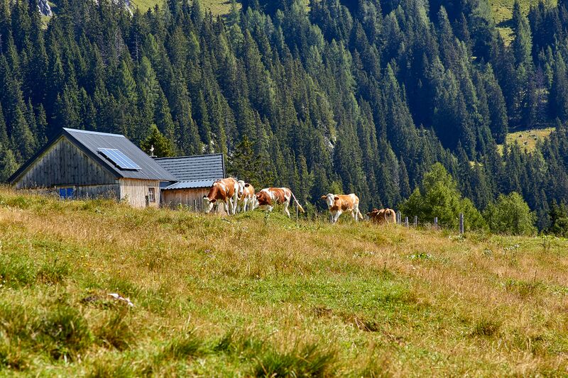 Datei:Bärenfeichtenalm-3151-2021-08-03.jpg