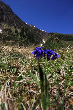 Enzian sattental 46105 2017-05-19.jpg