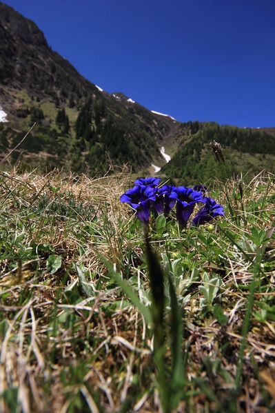 Datei:Enzian sattental 46105 2017-05-19.jpg