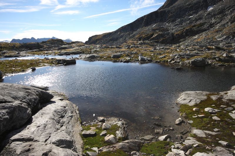 Datei:Goldlacken 0308 2013-10-08.jpg