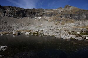 Goldlacken 0323 2013-10-08.jpg