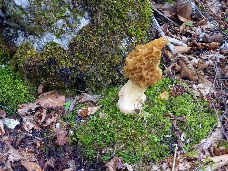 Datei:Morchel 58117 2014-05-16.JPG