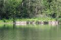 Ofenlegerteich niedergstatt 48079 2017-05-26.jpg