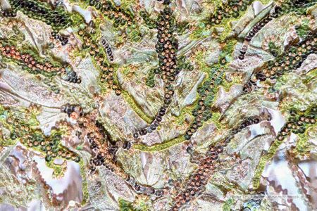 Traumwelt des Lichts - der Geist der Weihnacht 2025 19.jpg