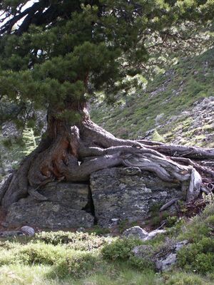 Zirbe im herzmeierkar 15448 2005-07-20.jpg