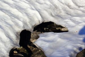 Bräuningalm 50555 2017-06-11.jpg