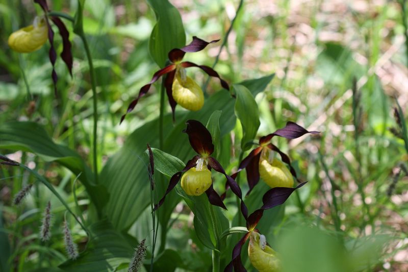 Datei:Frauenschuh 2242 2011-05-26.jpg