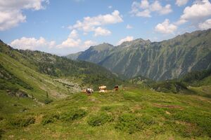 Innere alm 1526 2011-07-10.jpg