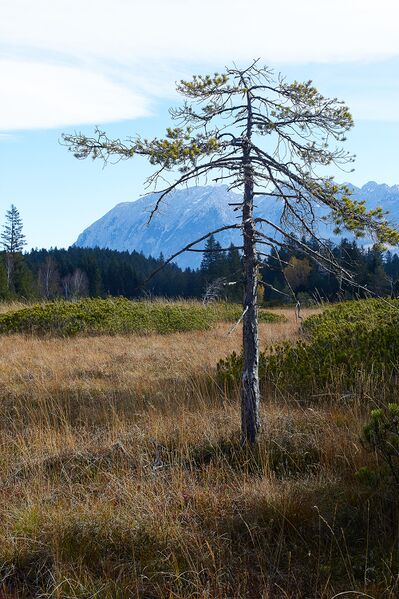 Datei:Knoppenmoos pichl-0288-2021-10-30.jpg