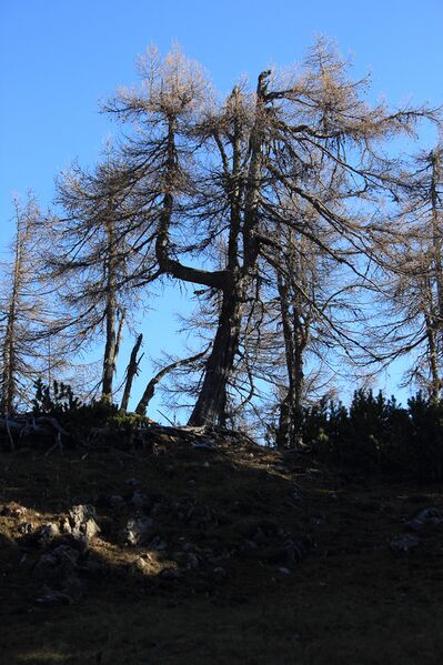 Datei:Obernbergwald kampl-3100-2018-11-17-2.jpg