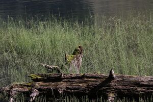 Schwarzensee kleinsölk 72556 2014-09-17.jpg