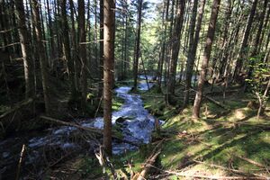 Strummern mühlreith 47232 2017-05-17.jpg