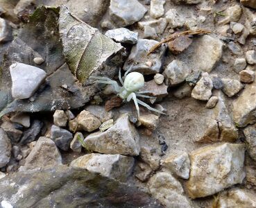 Veränderliche Krabbenspinne230035.JPG