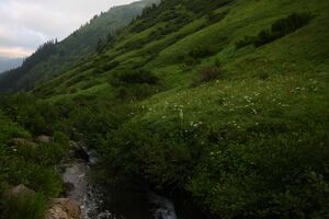 Mößnakarbach 1305 13-07-12.jpg