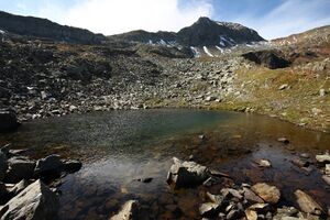 Nördliche krukecklacke 01703 2015-09-13.jpg