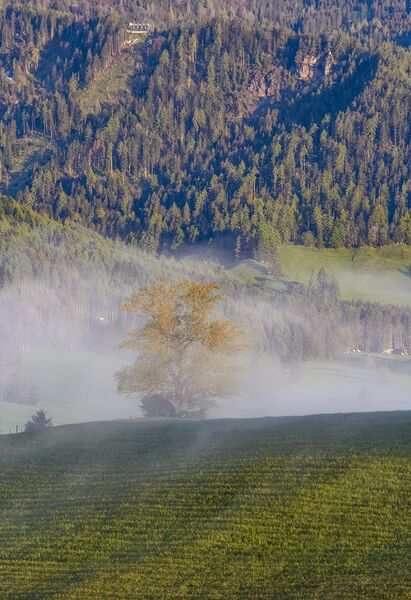 Datei:Eiche kulmleiten 791-1000-2021-05-24.jpg