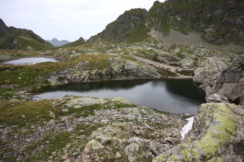 Datei:Gamsaugen 1335 13-08-08.jpg