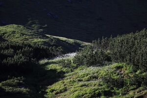 Gumpenkar 53208 2017-07-05.jpg