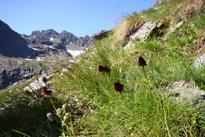 Kohlröserl-wsfspitz 1850 2013-07-27.jpg