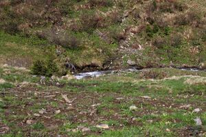 Strickerbach 55485 2014-05-02.jpg