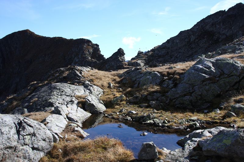 Datei:Goldlacken 0410 2013-10-08.jpg