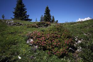 Gumpenkar 54477 2017-07-05.jpg