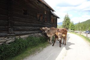 Gumpental 49556 2017-06-09.jpg