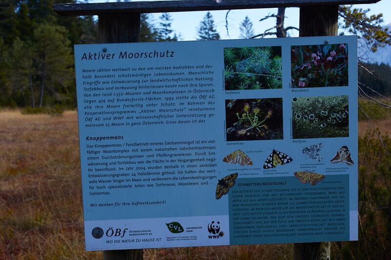 Datei:Knoppenmoos pichl-0276-2021-10-30.jpg