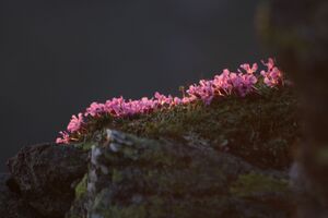 Nageleck sunrise 27447 2010-08-11.jpg