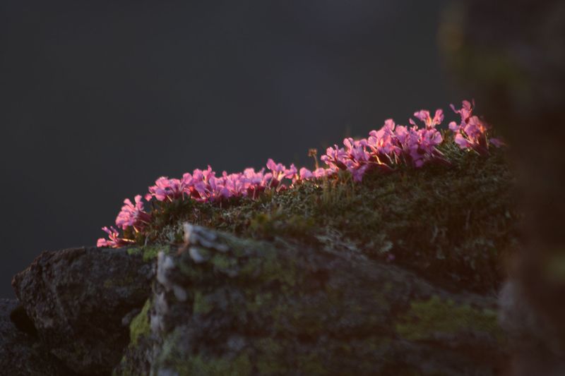 Datei:Nageleck sunrise 27447 2010-08-11.jpg