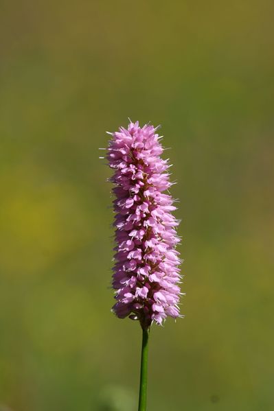 Datei:Schlangen-Knöterich obertal 25126 2016-06-15.jpg