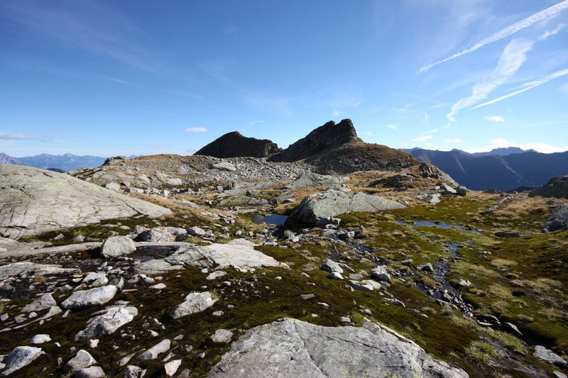 Datei:Goldlacken 0401 2013-10-08.jpg