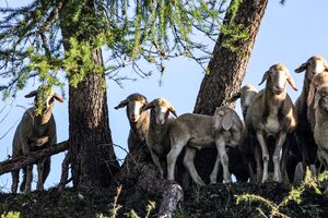 Schafe stoder 09422 2019-09-15.jpg