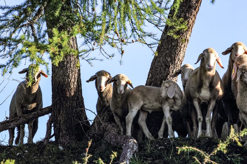 Datei:Schafe stoder 09422 2019-09-15.jpg