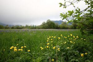 Trautenfels niederstuttern 57893 2014-05-14.jpg