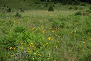 Arnika-strickertal 99754 2015-07-09.jpg