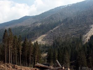 Windwurf sattental3970.jpg