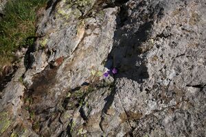 Innere Alm 26212 2010-07-21.jpg